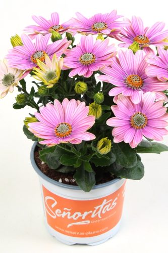 Ostéospermum Señorita Rosita