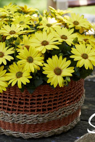 OsteospermumSenoritasSolana