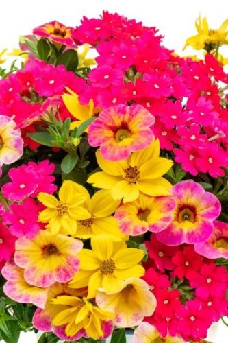 Passion Punk Rock Pink