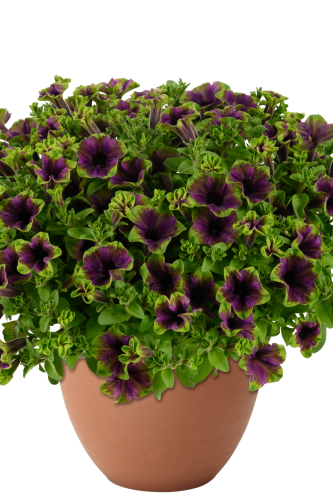 Pétunia AMAZONAS™ Midnight Finch