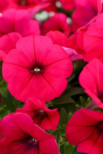 Pétunia CASCADIAS™ Fuchsia