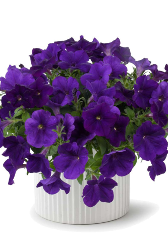 Pétunia CASCADIAS™ Indigo