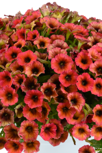 Pétunia Cascadia Arizona Sky