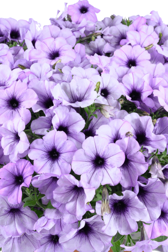 Pétunia Cascadias Lavender Ice