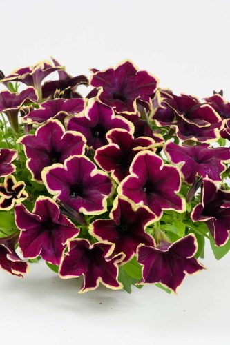 Petunia Cascadias Rim Merlot