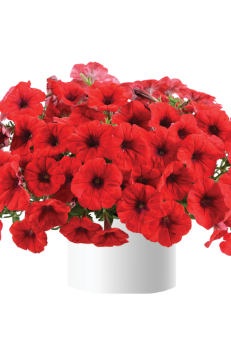 Pétunia Cascadias™ Chili Red