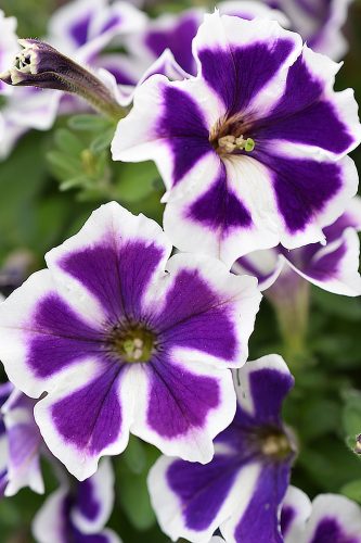 Petunia Crazytunia Asterisk Blue