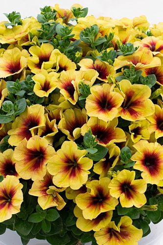 Pétunia Crazytunia Bananarama