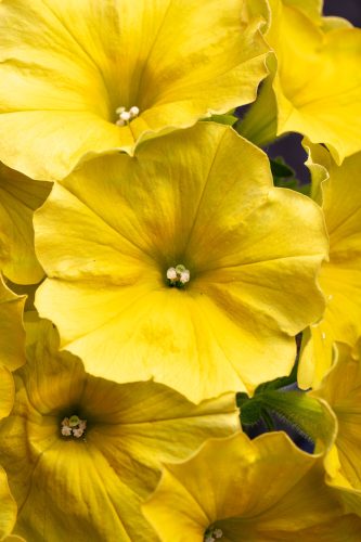Petunia Crazytunia Yello