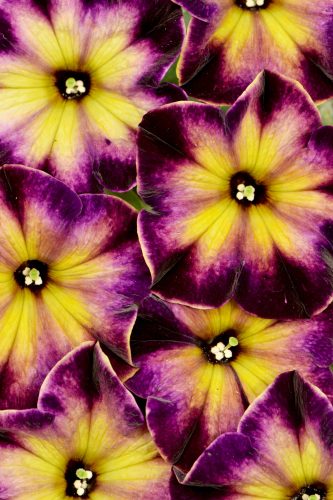Pétunia Crazytunia® Moonstruck