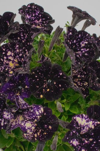 Pétunia DiscoBall Black