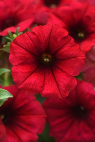 Headliner Crimson Petunia
Color Code: 1935c
Selecta 2026, #7746
Bloom, Vegetative
05.09.24 West Chicago, Mark Widhalm
Job: 24643245
PET-7746.JPG
PET24-31984.JPG