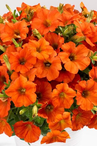Petunia Inferno Orange