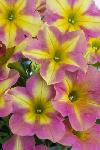 Petunia_Crazytunia_Buttercream_Blush