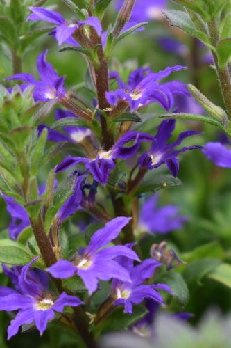Scaevola Scalora Dark Violet (2)