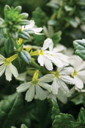 Scaevola Scalora Pearl