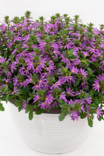 Scaevola Scalora Purple