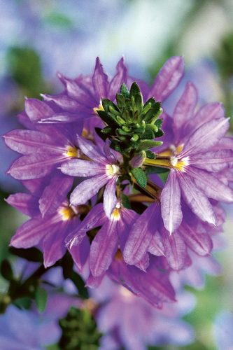 Scaevola Scalora© Fancy Saphira 2