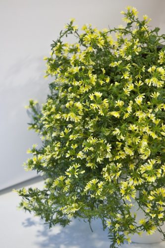 ScaevolaScaloraSuntastic