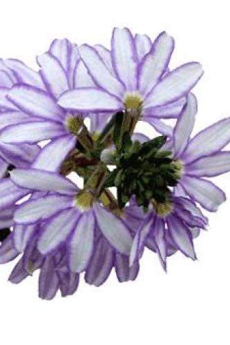 ScaevolascaloraDiamond