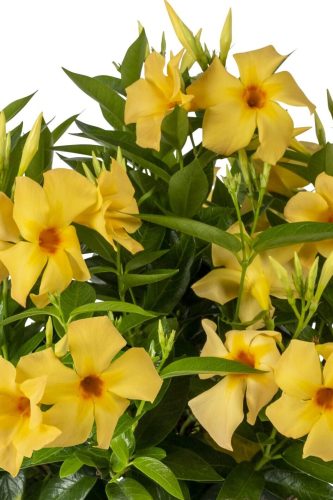 Sun Parasol Sunbeam Original