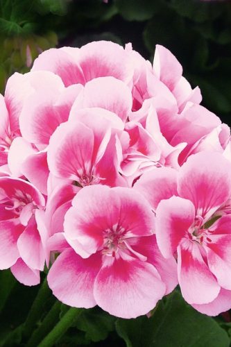 SunriseRaspberryEyeKatarina