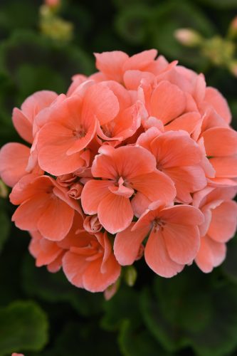 SunriseSalmonEroica2000