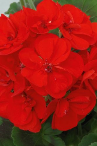 SunriseScarletBrightElara