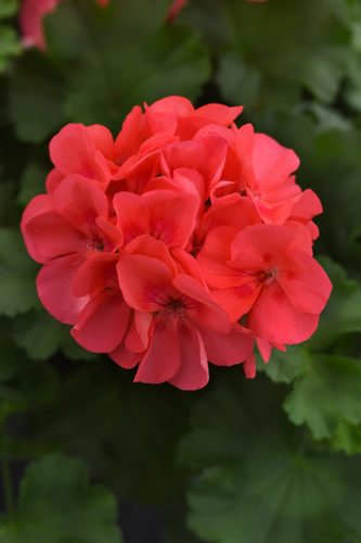 Sunrise Coral Zonal Geranium
Color Code: 184c
Selecta 2026, #4887
Bloom, Vegetative
05.09.24 West Chicago, Mark Widhalm
Job: 24643245
GER-4887.JPG
GER24-32037.JPG