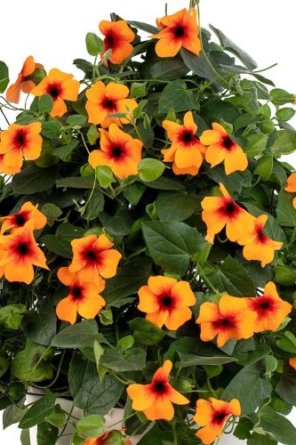 Thunbergia TowerPower Dark Orange