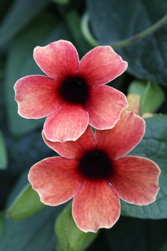 Thunbergia TowerPower Red