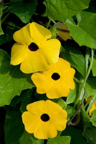 Thunbergia TowerPower Yellow