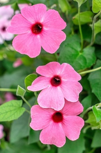 Thunbergia Towerpower Rose