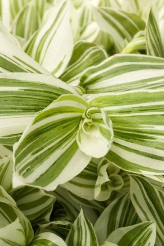 Tradescanthia Pistachio