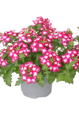 Verveine Dark Pink Blanco