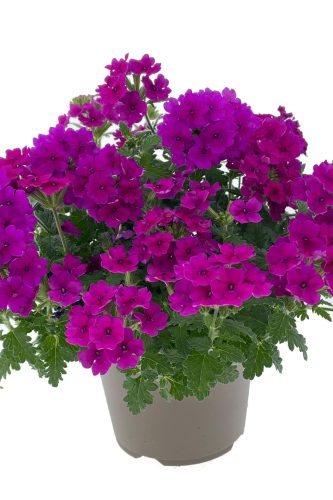 Verveine Fuerte Magenta