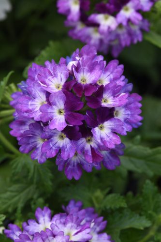 Lascar Blue+White Verbena
Color Code: 249c, 2612c
Selecta 2023, #9043
Bloom, Vegetative
04.20 West Chicago, Mark Widhalm
20137050
VER-9043.JPG
VER20-26626.JPG