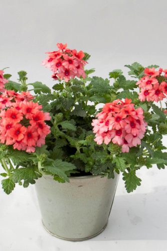 VerveineLascarMangoOrange