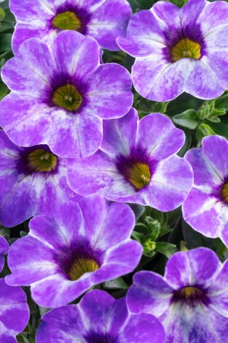 calibrachoa_chameleon_frozen_ice