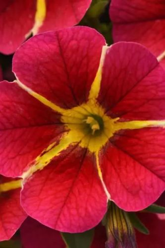 calibracoaminifamousneoredhawaii