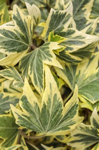 hedera_yellow_ripple