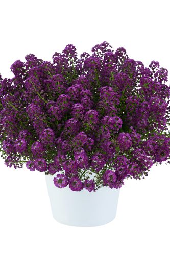 lobulariastreamcompactpurple