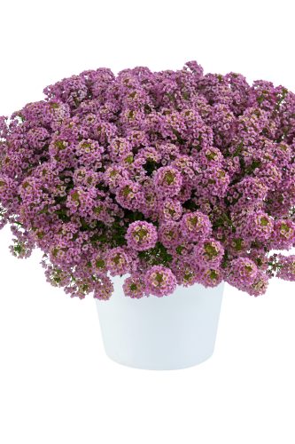 lobulariastreamcompactrose