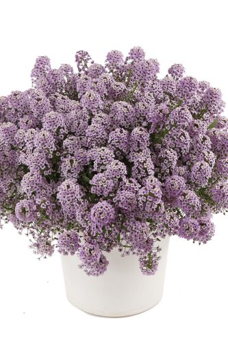 lobulariastreamcompactviolet