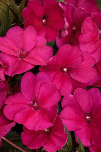 sunpatiens Compact Royal Magenta